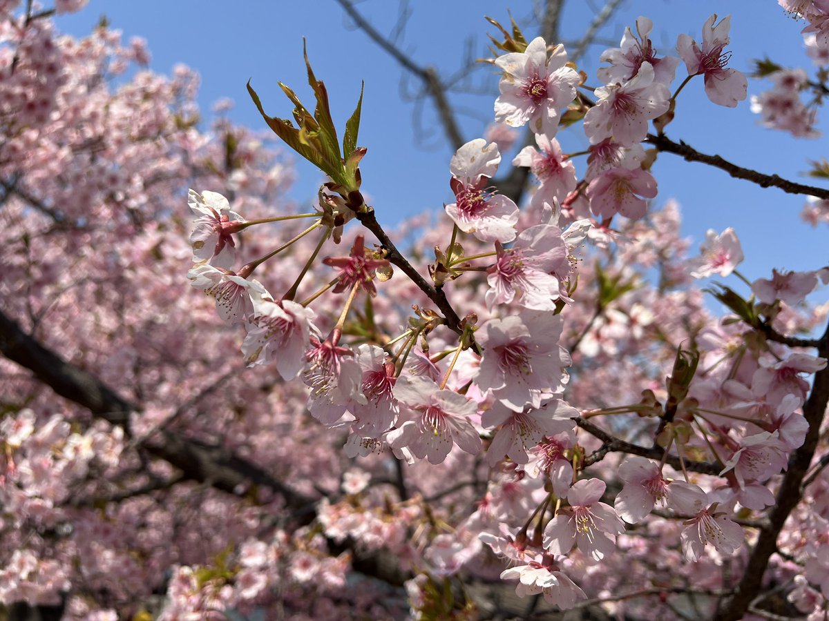 MaxDoraneko's tweet photo. 桜を見に
・・ https://t.co/Tw7IOt3Efv
