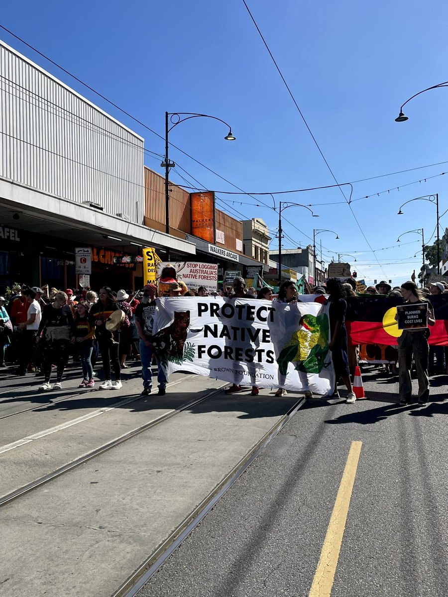 Boheme01's tweet image. #marchforforests #bobbrownfoundation  #stopnativeforestlogging #voteforforests #saveourwildlife