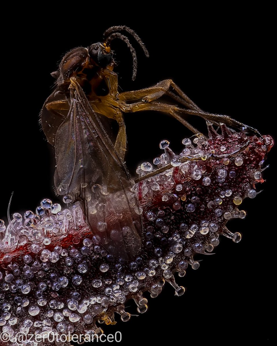 Zer0Tolerance0's tweet photo. Gnat Bastard!
(see the trichomes behind the wing)
Captured with Canon EOS R7 w/ 85mm/50mm stacked and focus stacked.
#supermacro #canonphotography #CannabisCommunity #cannabisgrower #cannabisculture https://t.co/xg6Mntz6JO