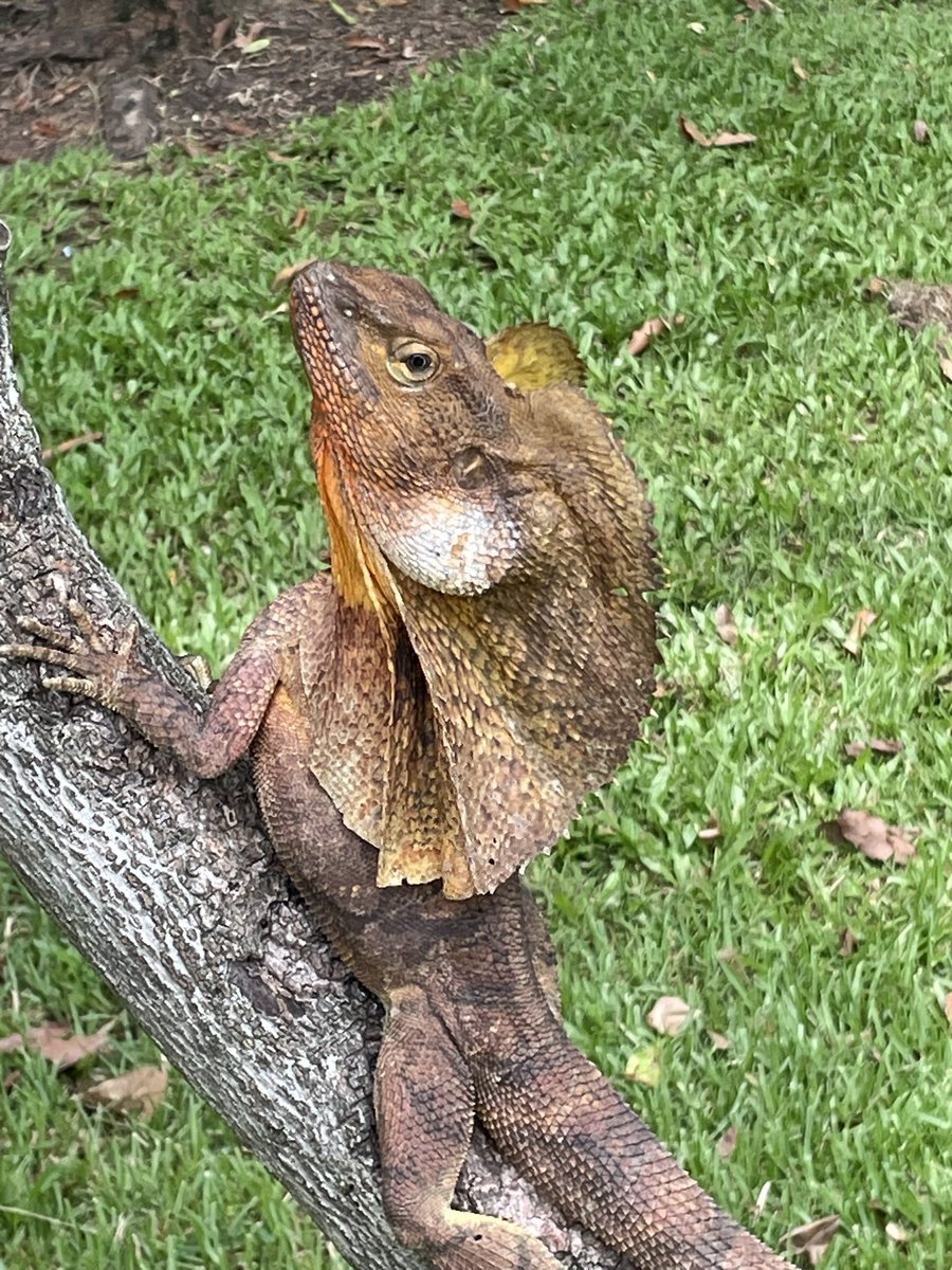 Teachers and leaders doing the CLARITY and FACES work with me across Northern Territory, Australia - appreciated their work in Darwin, Alice, Wadeye, Katherine and on the Tiwi Islands (Loved being there!) Thank you for your dedication in CENT!