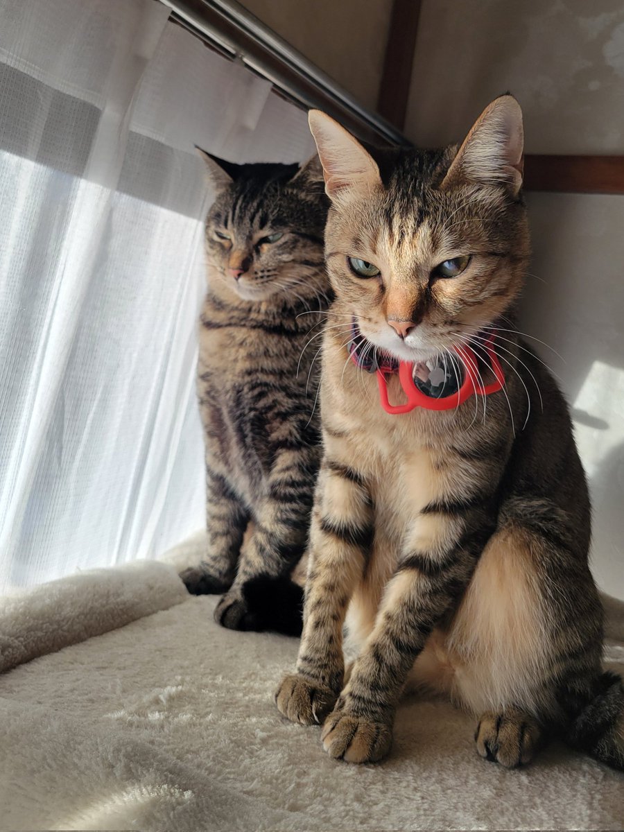 あれ、やっぱり怒ってる……？

眩しいだけだよね？💦

#はむちゃん　#つなちゃん
#キジトラ
#猫のいる暮らし
#猫好きさんと繋がりたい