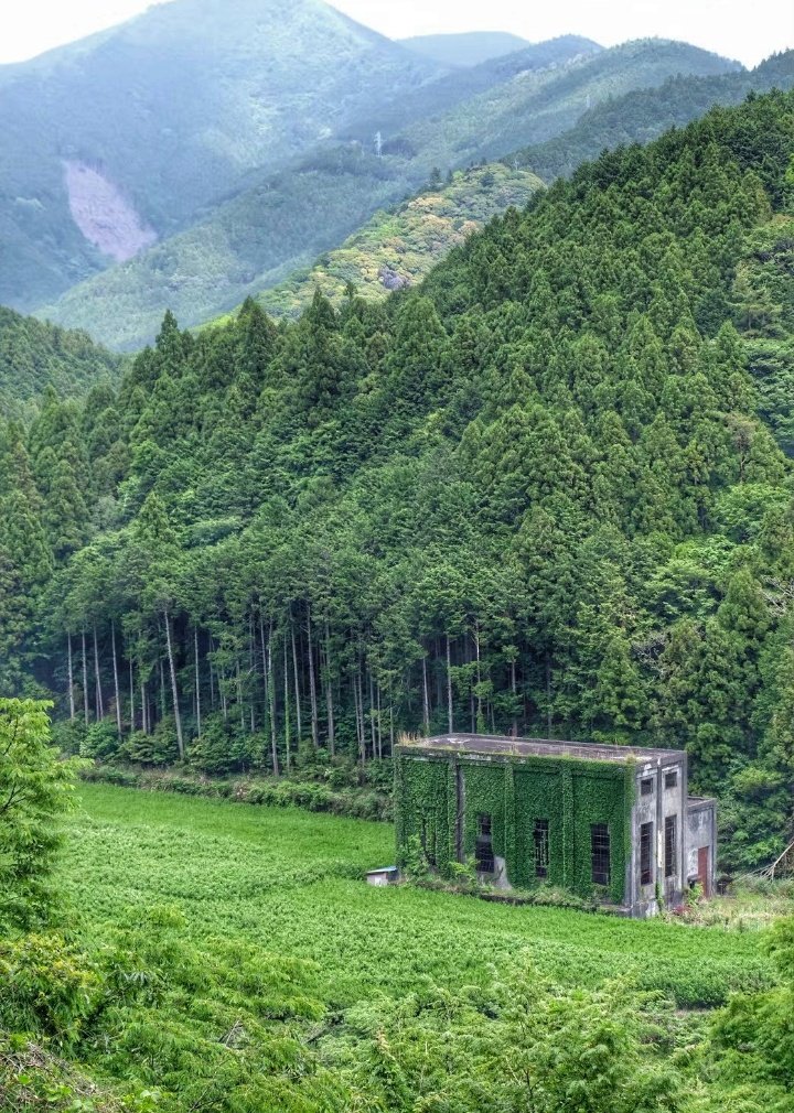 茶畑の眩しい発電所