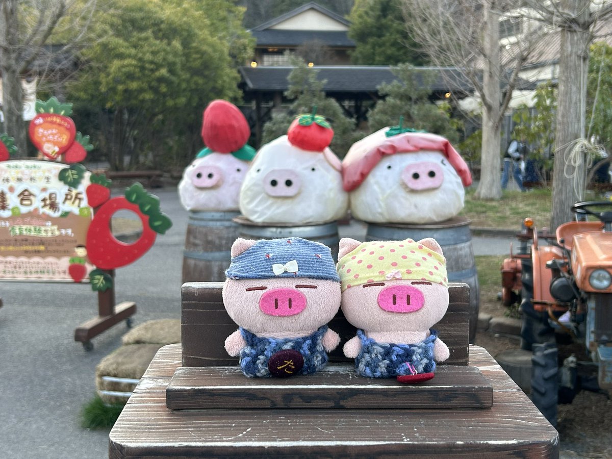 osafWikmbb5VVnK's tweet image. 【お出かけ】
あめぱんです🐽
昨日は久々のお出かけ🐽
沢山美味しいものを食べてきました🐽
でぶたたちゃんもご機嫌でした🐽
#ぶたた