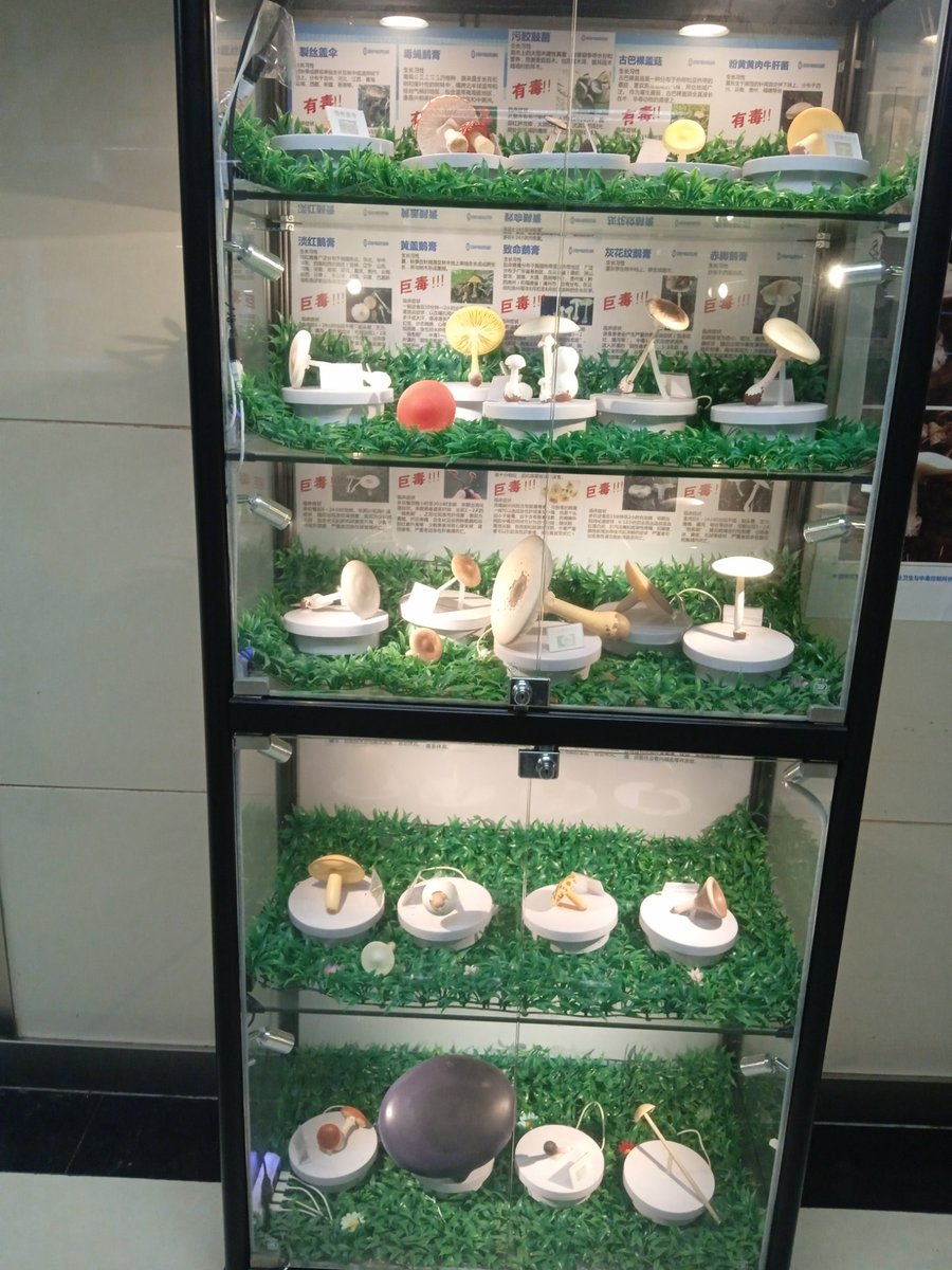 jerrymice's tweet photo. 今早来医院，这里急诊科正好就是云南省野生菌中毒治疗基地。就看见这个有毒野生菌展示柜，但凡野生菌中毒患者都要被拉到这里确认下吃的是啥😂 https://t.co/PSpLRHVQg5