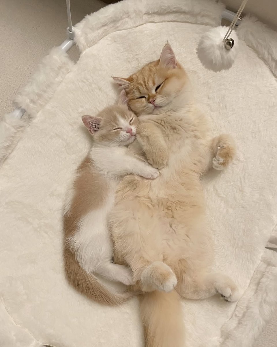 Catsillyness's tweet photo. Eepying https://t.co/ILrqHKdNqJ