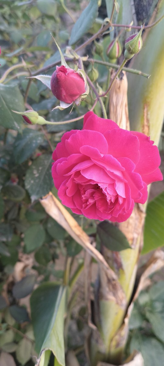 RamdevraPanwar's tweet photo. Good morning 
Friends from my core of heart 
The time is beautiful 
Flowers are blooming in gardens 
Nature is looking smart 
#Naturalphotography https://t.co/1dQPoUUVSO