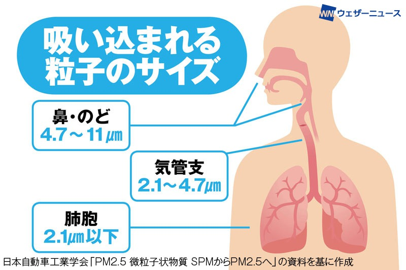 wni_jp's tweet photo. 黄砂も影響？「花粉爆発」とは
花粉の粒子は黄砂などの影響で爆発・破裂することがあるそう。爆発によって微細化すると、通常は鼻の粘膜までしか届かない花粉が気管支や肺にまで入り込み、喘息を引き起こす原因となるとのこと。メカニズムや対策について紹介します。
https://t.co/tJ1aTTeE2w https://t.co/0pv665Igkp
