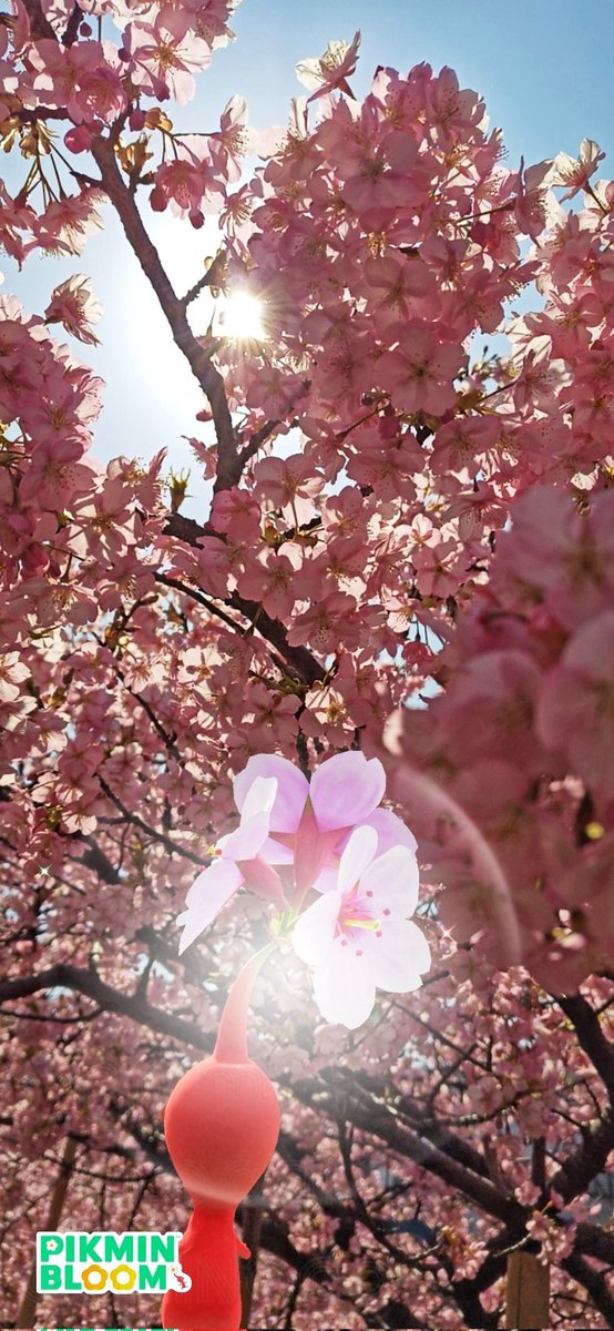河津桜、とってもきれいです🌸
赤ピ、お散歩します！

#ピクミンブルーム #PikminBloom #PikminAR