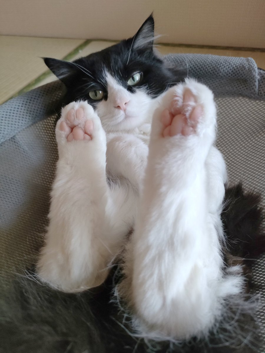 GologoloD's tweet photo. はみ毛切られてる時もいい子にできただいふくを褒めてあげてください🫡 https://t.co/98lcRJ1dLw