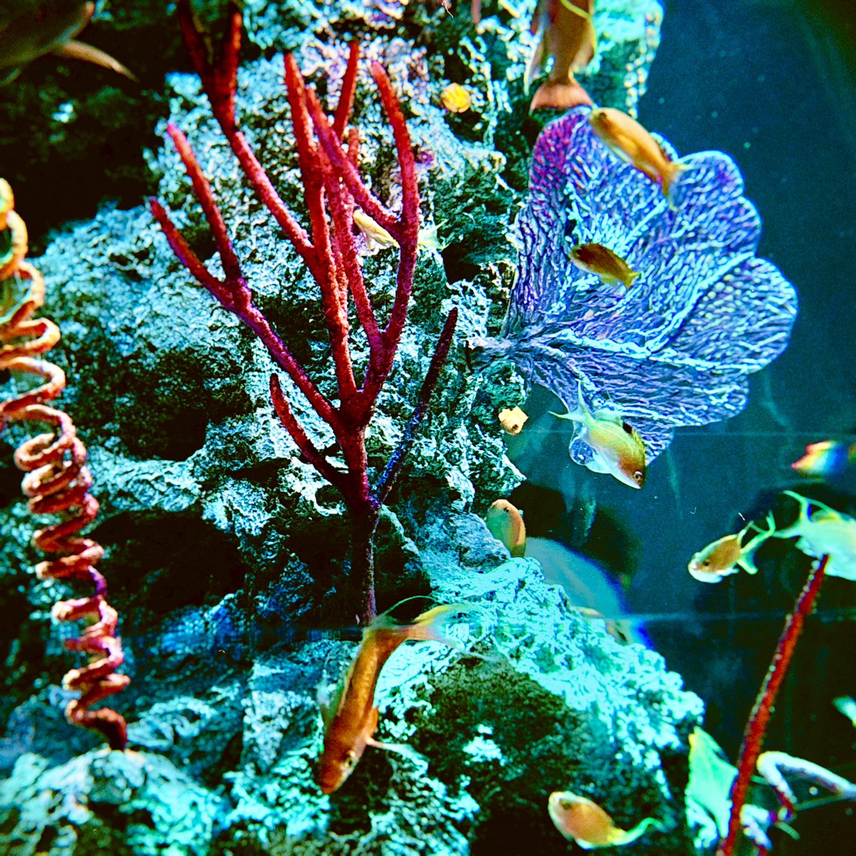 Yukemur1DJ's tweet photo. 神戸にあるアトアって水族館でめちゃ良い写真撮れた！さすがアクアリウムとアートを融合してるだけのことはある。。。 #アトア https://t.co/MIv86d5iRK