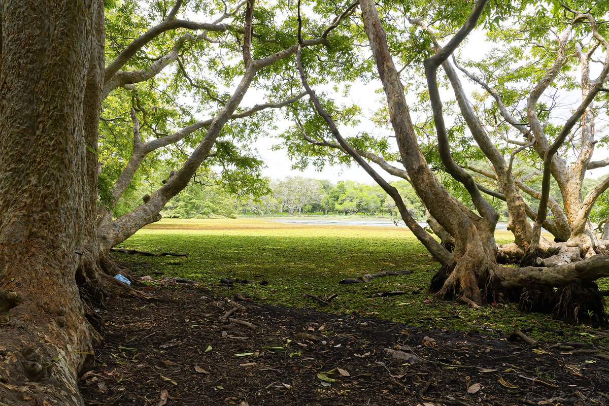 The beauty of Wilpattu is it's villus and breathtaking landscapes.  But did you notice the plastic? Even pristine jungles are not safe from our litter bug habits.

#srilanka #travel #wilpattu #canonwildlife #nature #safari #wild #natgeoyourshot #natgeowild #bbcwildlifemagazine
