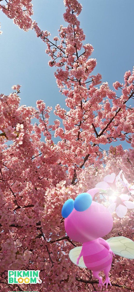 羽ピとおそろい🌸
ピンクぴんくの河津桜
どちらもかわゆいねぇ🥰

#ピクミンブルーム #PikminBloom #PikminAR