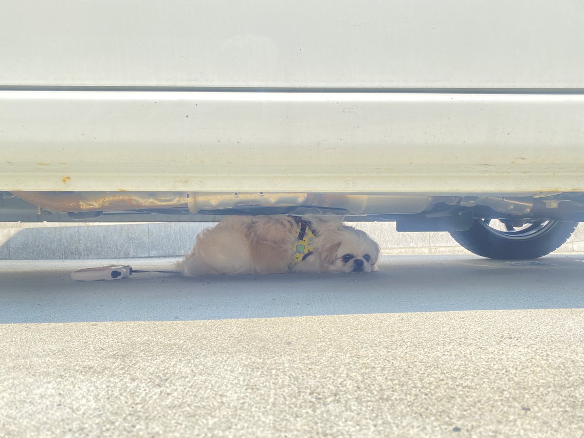 Blueberry_Eye18's tweet photo. 迷子になった犬見つかりました😭😭😭
びびってて震えてた https://t.co/aaODctiuP4