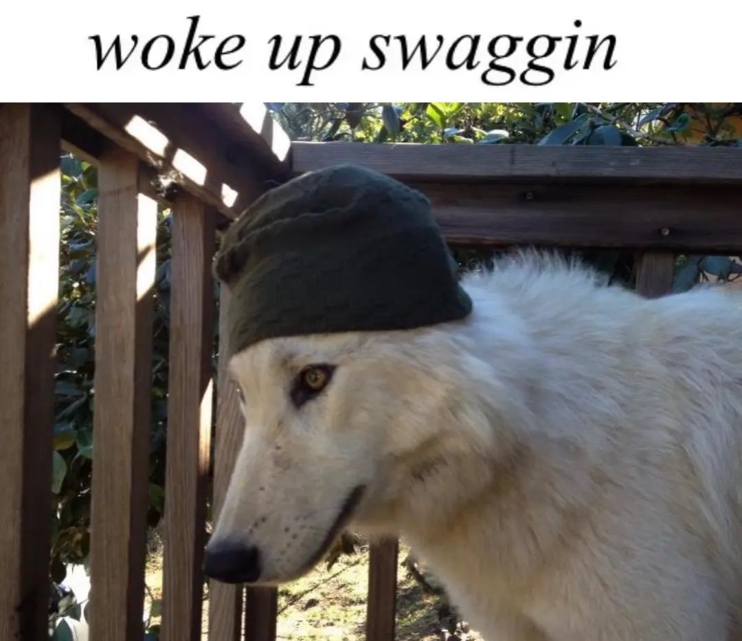 awooin on survs on a saturday night come thru 😼

twitch.tv/bleakbtw