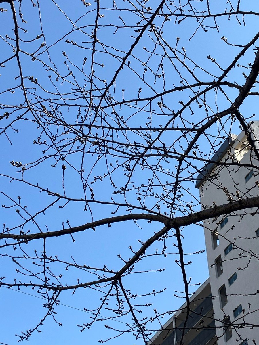 asknowasdewan's tweet photo. 🌸桜まつり開催中🌸

桜はまだですが
snobbishbabies中目黒店にて
桜まつり開催中です🐶！

dewan・asknowasのセール品や
サンプルセールとお買い得になっております🌸

本日も快晴☀️
みなさまのご来店おまちしております🐶♡

#asknowas
#asknowasdewan https://t.co/ZIR1R4VmJr