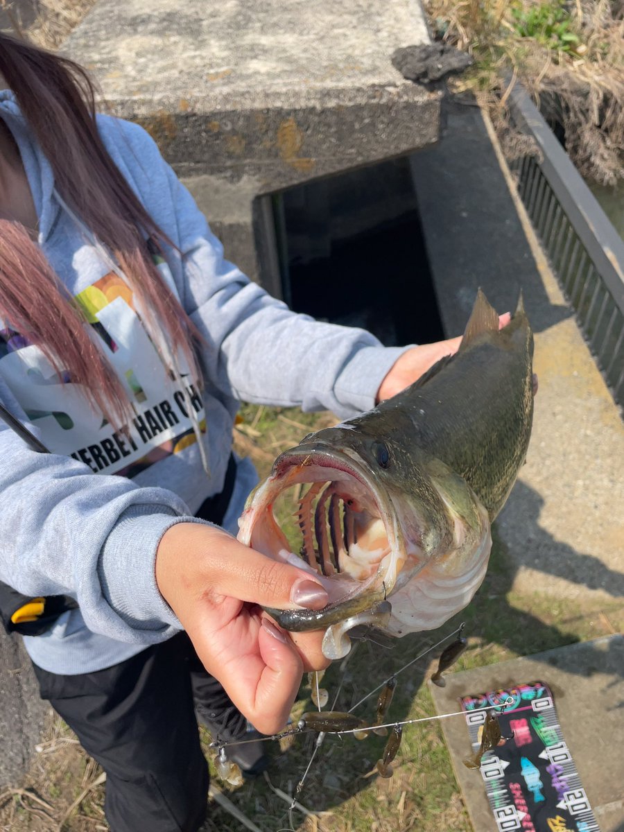ayachibita's tweet photo. やっと…♡♡
#バス釣り #釣りガール #inside #プロップフッカーゼロ #ジャスターフィッシュ #GETNET https://t.co/jzOQCyNjhy