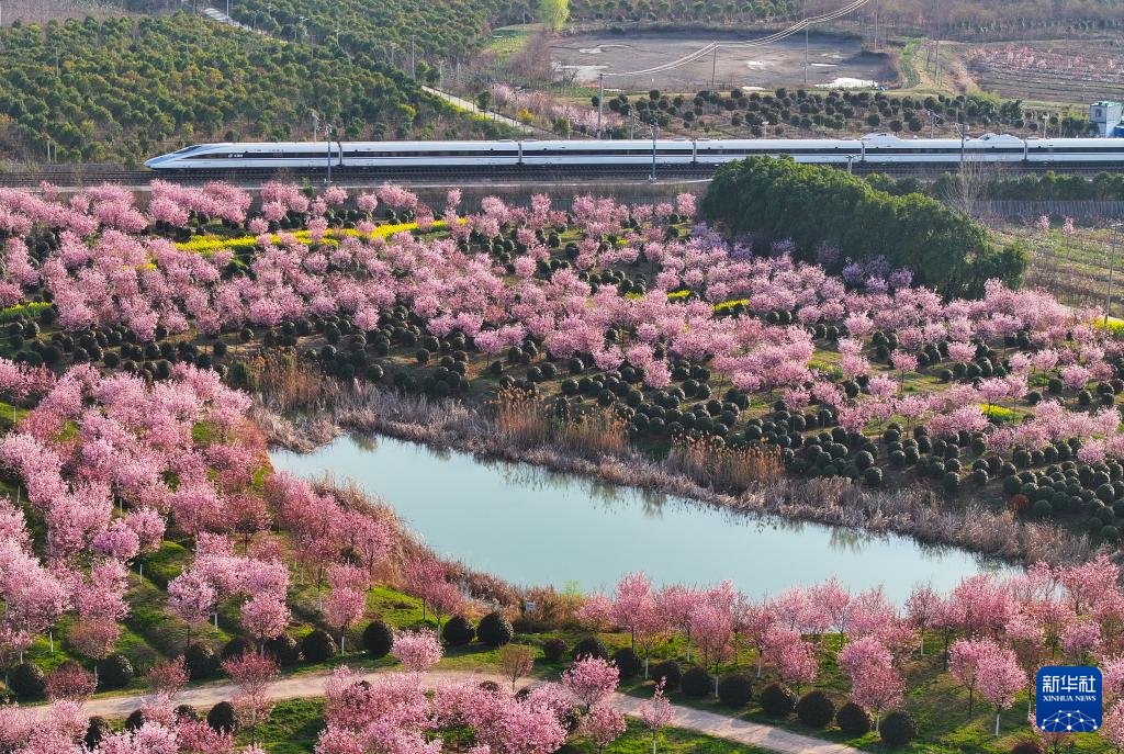 【高鐵穿梭春日“櫻花海”】仲春時節，安徽省合肥市肥東縣長臨河鎮合福高鐵沿線櫻花盛放，疾馳的列車與粉白相間的“櫻花海洋”相映成趣，繪就生機勃勃的春日圖景。
