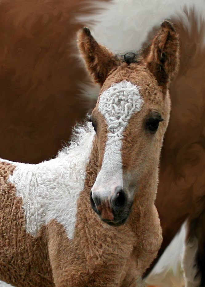 AMAZlNGNATURE's tweet photo. Just discovered that curly haired horses exist. In case you haven’t seen one, here you go. https://t.co/iO2nyGas7S