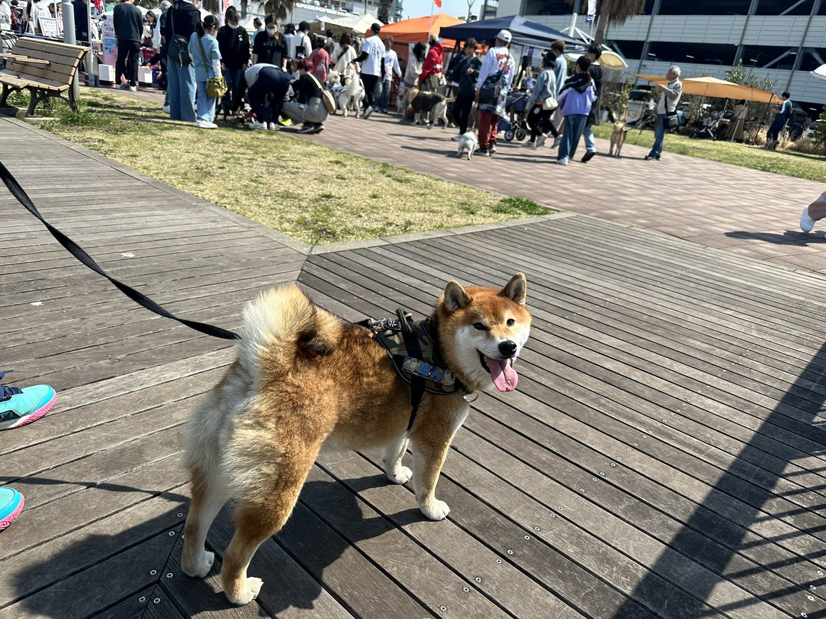 しばいぬ_ぬん (@48NUNtokainusi) / Posts / X