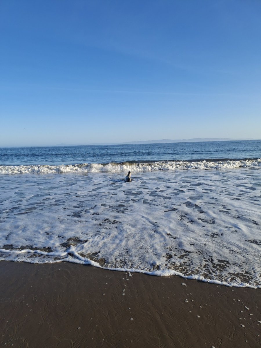 Matt Wright (@matt_a_wright) on Twitter photo I've been seeing this young Sea Lion on Goleta beach almost every day for the past week on my way home from <a href="/ucsantabarbara/">UC Santa Barbara</a>. I've been seeing this young Sea Lion on Goleta beach almost every day for the past week on my way home from <a href="/ucsantabarbara/">UC Santa Barbara</a>.