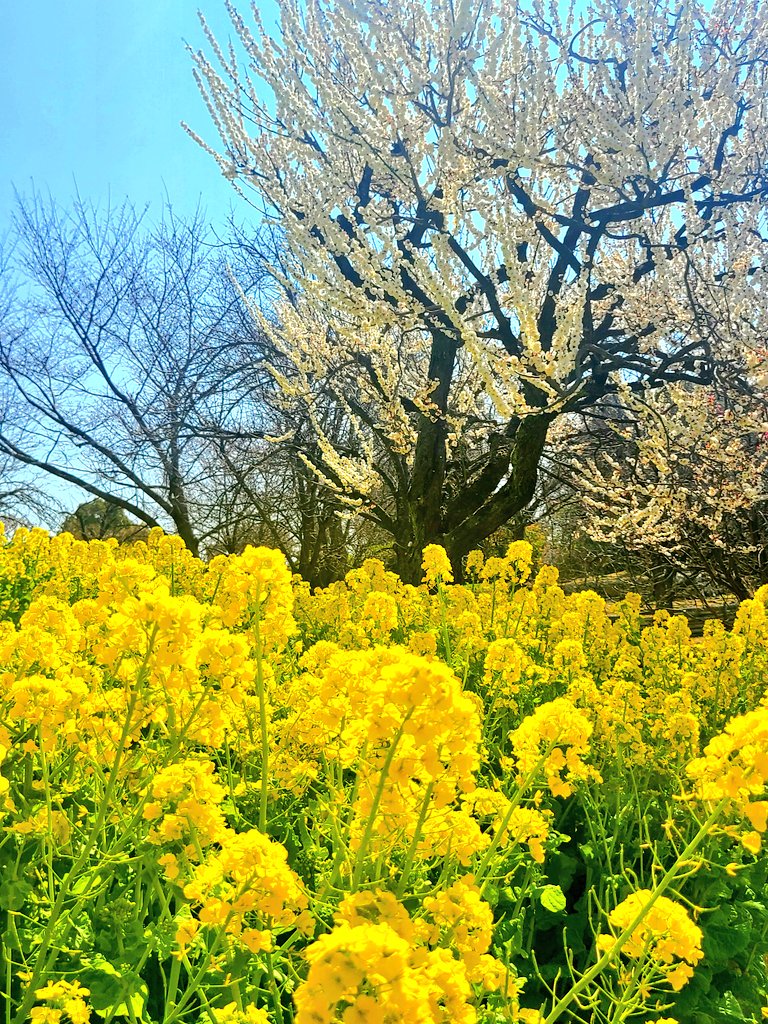 「菜の花と梅この間まで枝だけだった柳に黄緑の葉がついて黄色い木みたいになってた#毎」|樋口橘@「シャンピニオンの魔女」マンガparkで連載中🍄7巻発売中🍄のイラスト