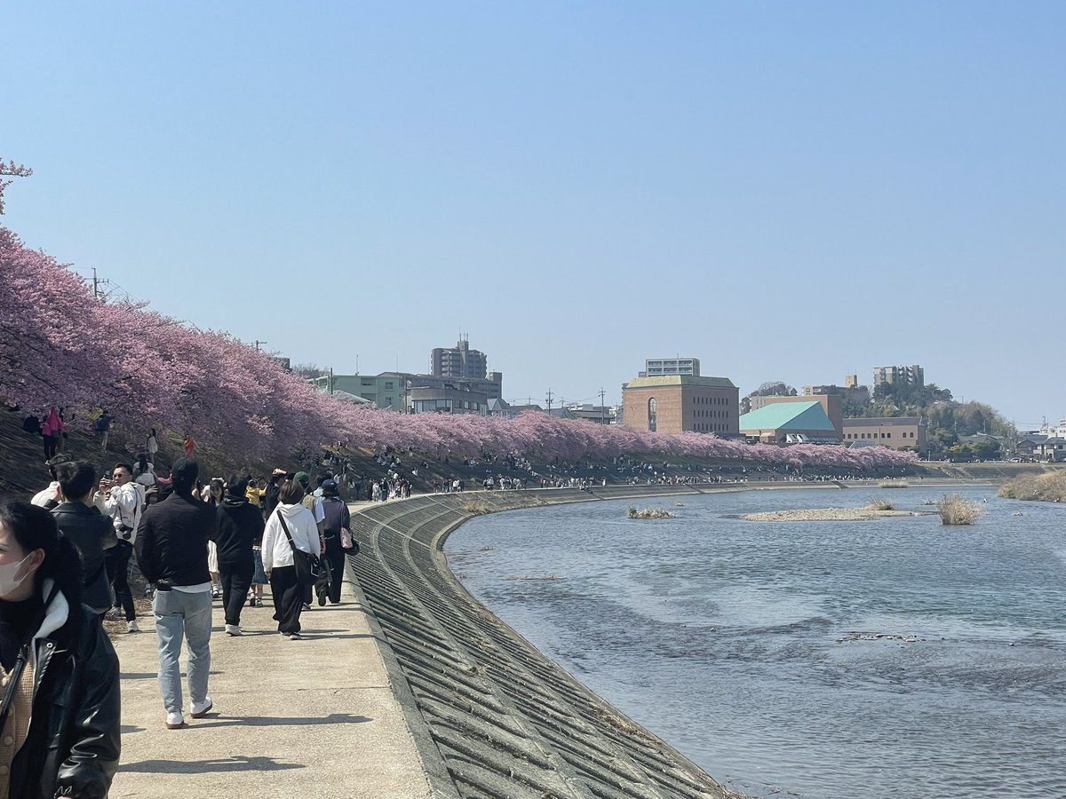 Mini_Grape's tweet photo. かなり長いこと住んでたのに知らなかった。
岡崎の葵桜 https://t.co/ntxvmjGZhI