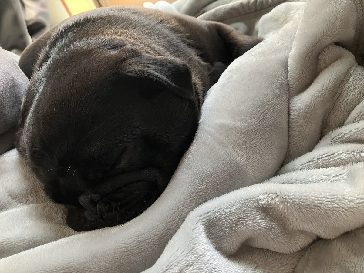 うーんうーん、テックトックでの配信もOBSとやらのキャプチャーもイマイチわからんごねー。
うーん、うーん🥲
うーん……◦<(¦3[▓▓]