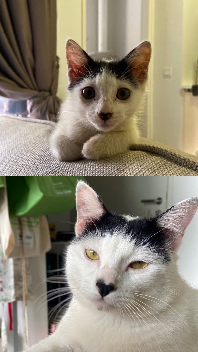 When he was a kitten he looked at me like I was his whole world and now he stares at me like I owe him tax money