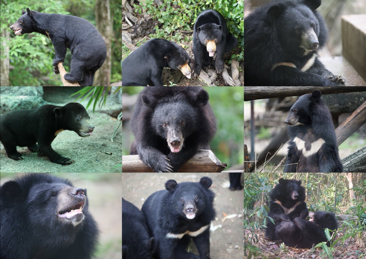 Happy #WorldBearDay &amp; #HappyAnniversary! Today we celebrate bears of the world &amp; our 30th Anniversary, a major milestone for our small nonprofit! On this special day, we’d like to say a huge thank you to YOU for the part you’ve played in helping protect bears for 30 years.
