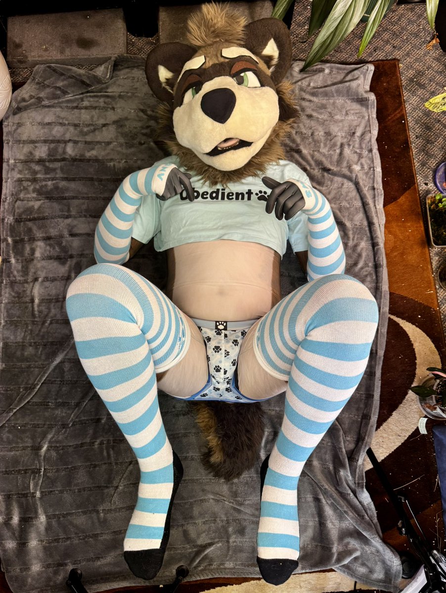 JavaRaccoonAD's tweet photo. Belly rubs? https://t.co/g3U9bcG0Dn