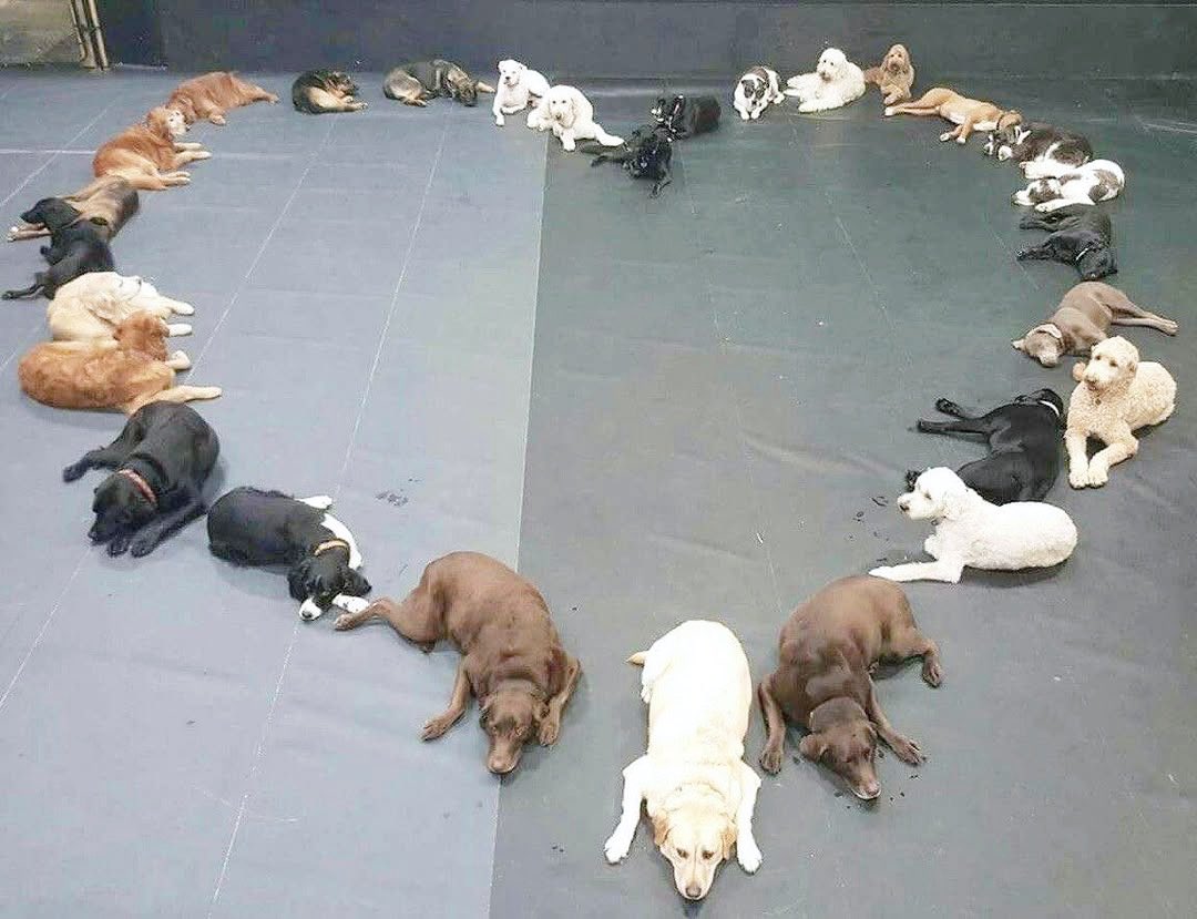 오늘 멍멍님의 날이래🐾