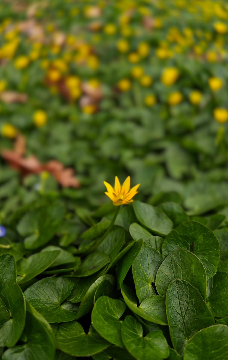 AshuObserver's tweet image. #springf