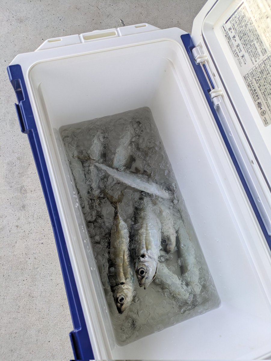 AAAchan_tyS's tweet photo. めっちゃ久しぶりのアジング🐟️
近場で12〜13匹釣れたし良かった♪
MAX25cmくらいやけど体高のあるアジで美味しそう😁
てか…穴場を見つけてしまった✨
＃アジング https://t.co/stnxB8pWnw