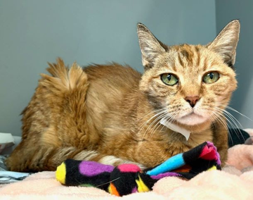 PeterAskin1's tweet photo. We were terribly shocked to hear senior orange tabby "Sophia" had severe medical conditions and Advocat rescue had to euthanize her. (Read all details in the post in comments). Please donate for her huge vet costs and for her cremation. (And please honor your previous pledges). Thank you. 💔🌈🙏
➡Link https://t.co/tEJzX4ZXBH
➡Website https://t.co/QJnwfnfHKd
➡Link https://t.co/tEJzX4ZXBH
➡Website https://t.co/QJnwfnfHKd