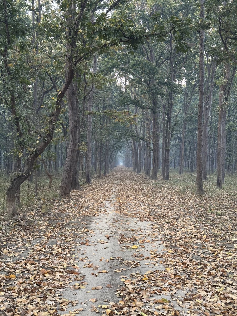 इन उम्र से लंबी सड़कों को, मंजिल पे पहुंचते देखा नहीं….
Forest roads of terai littered with fallen leaves, always a delight to travel through! <a href="/DudhwaTR/">Dudhwa Tiger Reserve</a> #terai #DTR