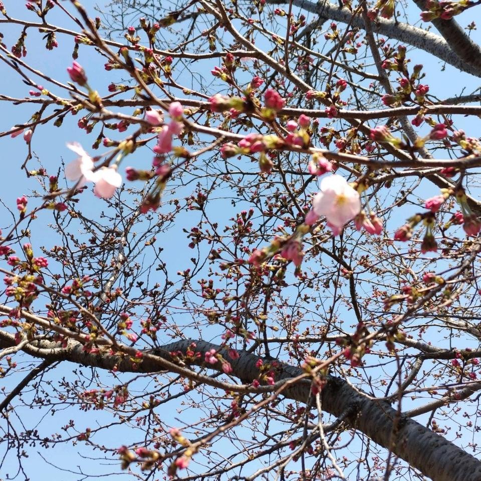 enoki124's tweet image. 大岡川淵　ジンダイアケボノぽつぽつ　ソメイヨシノはまだ