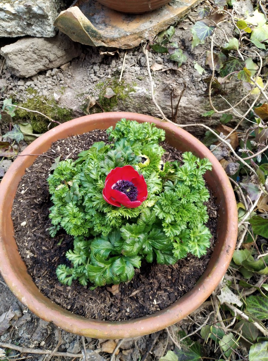 Earthfriend21's tweet photo. Guten Morgen und einen schönen #Sonntag 🌞aus #BadenWuerttemberg 👋🙂👍❣️ Insekten- Hotels sind alle fertig am Start, jetzt können 🦋🐞🪲🐝 kommen 😉 #Gartentweet https://t.co/SkDxZujQie