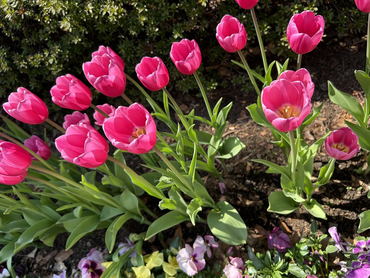 今日はローカルブックストアkita.<a href="/kita_books/">ローカルブックストアーkita.</a> の棚シャッフルデー。お久しぶりの方も初めましての方もたくさん集って100棚が埋まりました‼️  「magic hour」は左手奥の右から2番目の下の棚に移りました。
横浜公園のチューリップも咲き出していよいよ春本番です🌷