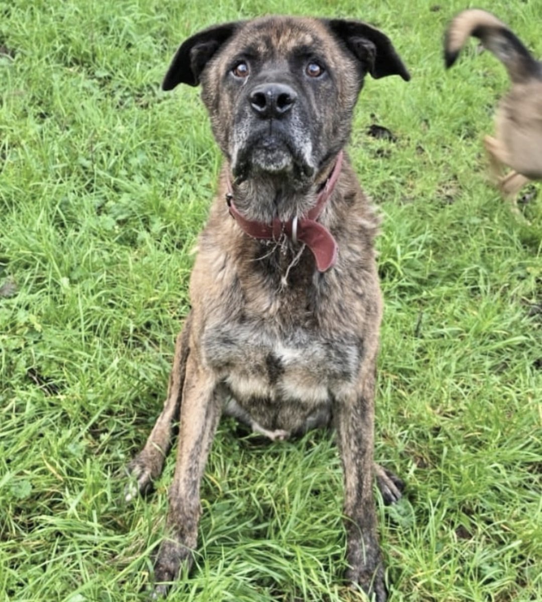 #Ourense
Contacto; María 659 06 93 69

#ROCKO tiene 10 añines y acabó en la perrera el año pasado, cuando fue abandonado...

Es un grandullón muy bueno, sociable y cariñoso.
Necesita una familia.