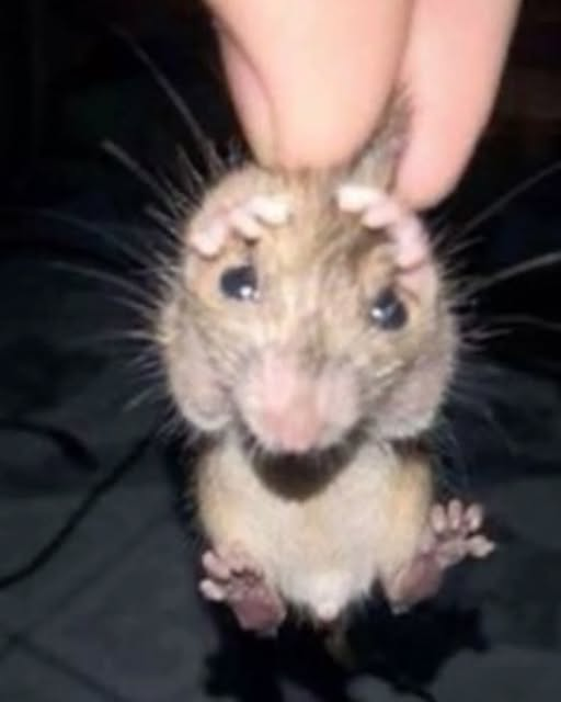 VickytheRat_'s tweet photo. How it feels to get caught singing in the shower https://t.co/BlDkBjuCuV