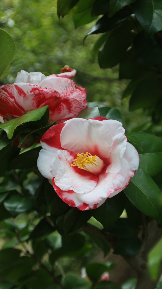 Camellia 😃

#Photography #Flowers #Camellia