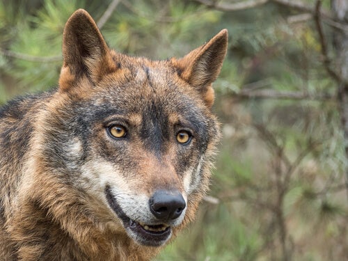 apdda's tweet photo. El mundo rural tiene problemas, pero no se resuelven criminalizando al lobo. ¿Quién se cree que frena la expansión del jabalí, del corzo y del ciervo? Matar lobos desequilibra el ecosistema. Desproteger al lobo contradice la ciencia. https://t.co/QwrNZpcZJe