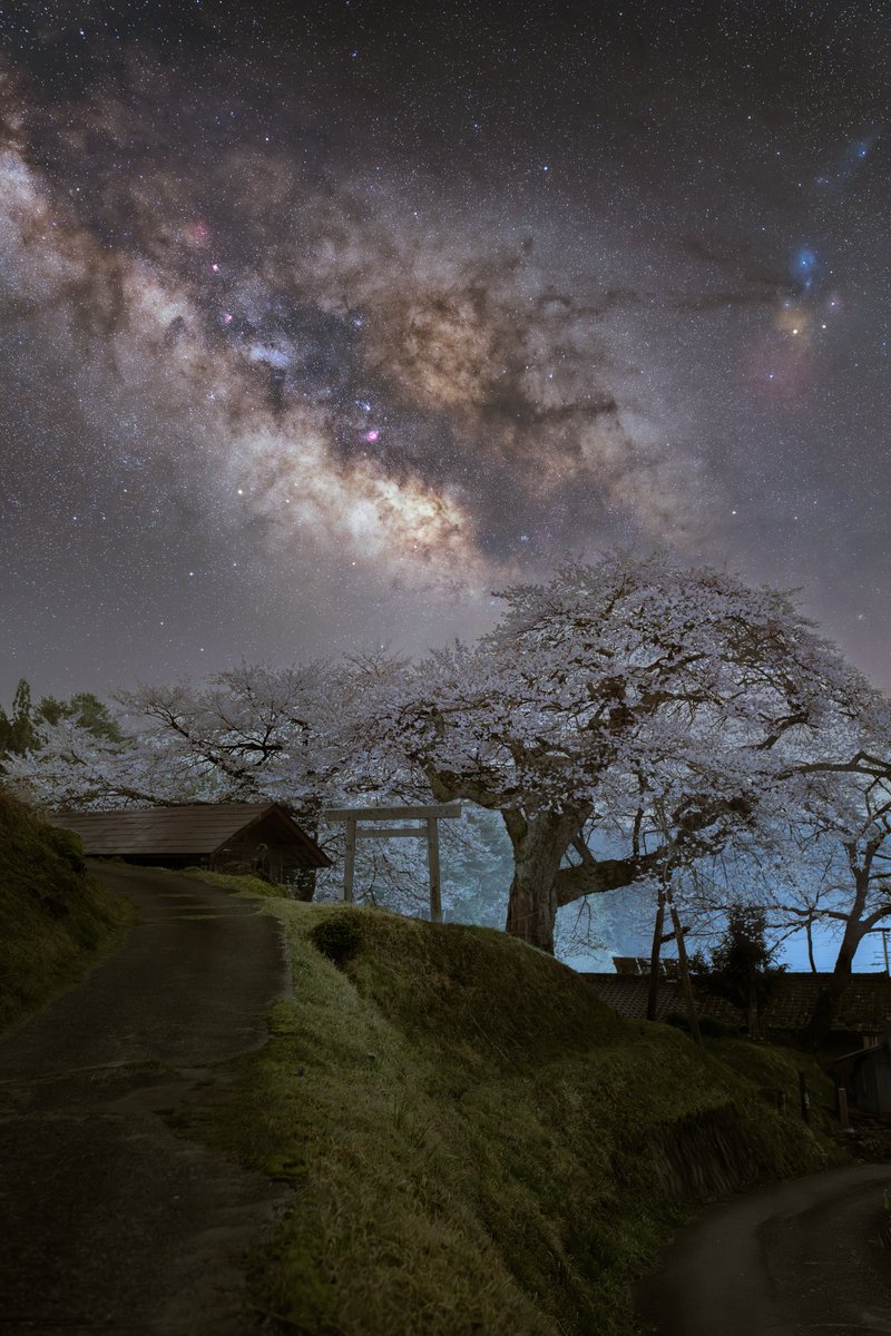 樹齢350年を越える一本桜に昇る天の川が美しい