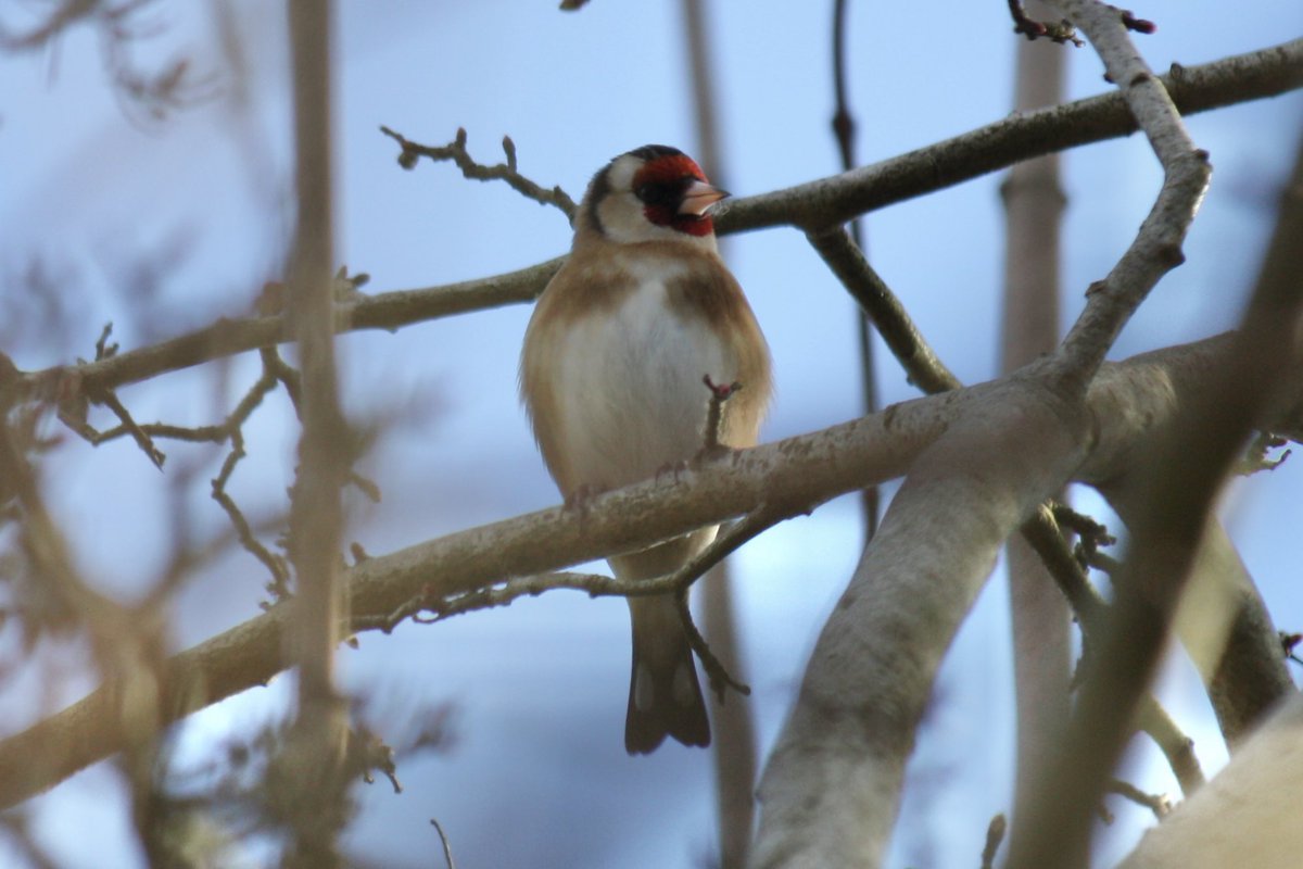 David76628867's tweet photo. Kestrel, Redwing, Long-tailed Tit, Goldfinch on my local patch #surreybirds https://t.co/VInoje3Tes