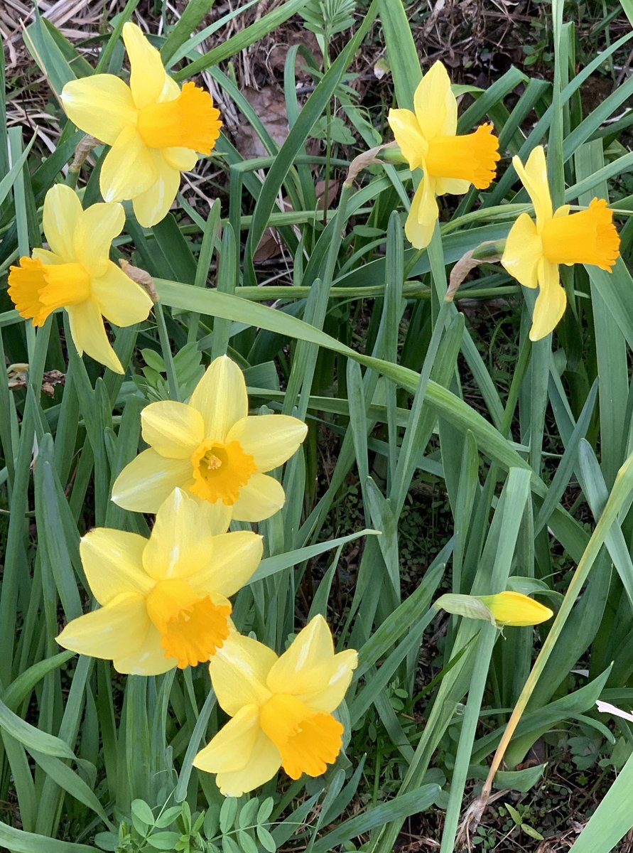 MamaFlowra's tweet photo. #seasonalplants
#flowers
#季節の植物
#narcissuspseudonarcissus 
#ラッパ水仙 https://t.co/U3VqjpNzMs
