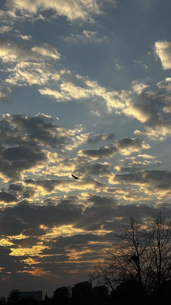 HashanNazmul's tweet photo. Morning glow! Happy Sunday! ✨🌇

#DawnMagic  
#RiseAndShine  
#NatureAtDawn  
#SunriseSerenity  
#NewBeginnings  
#SoftLightVibes  
#PeacefulMoments  
#MorningInspiration
#BirdsOfX https://t.co/RjvKN6Ajeq