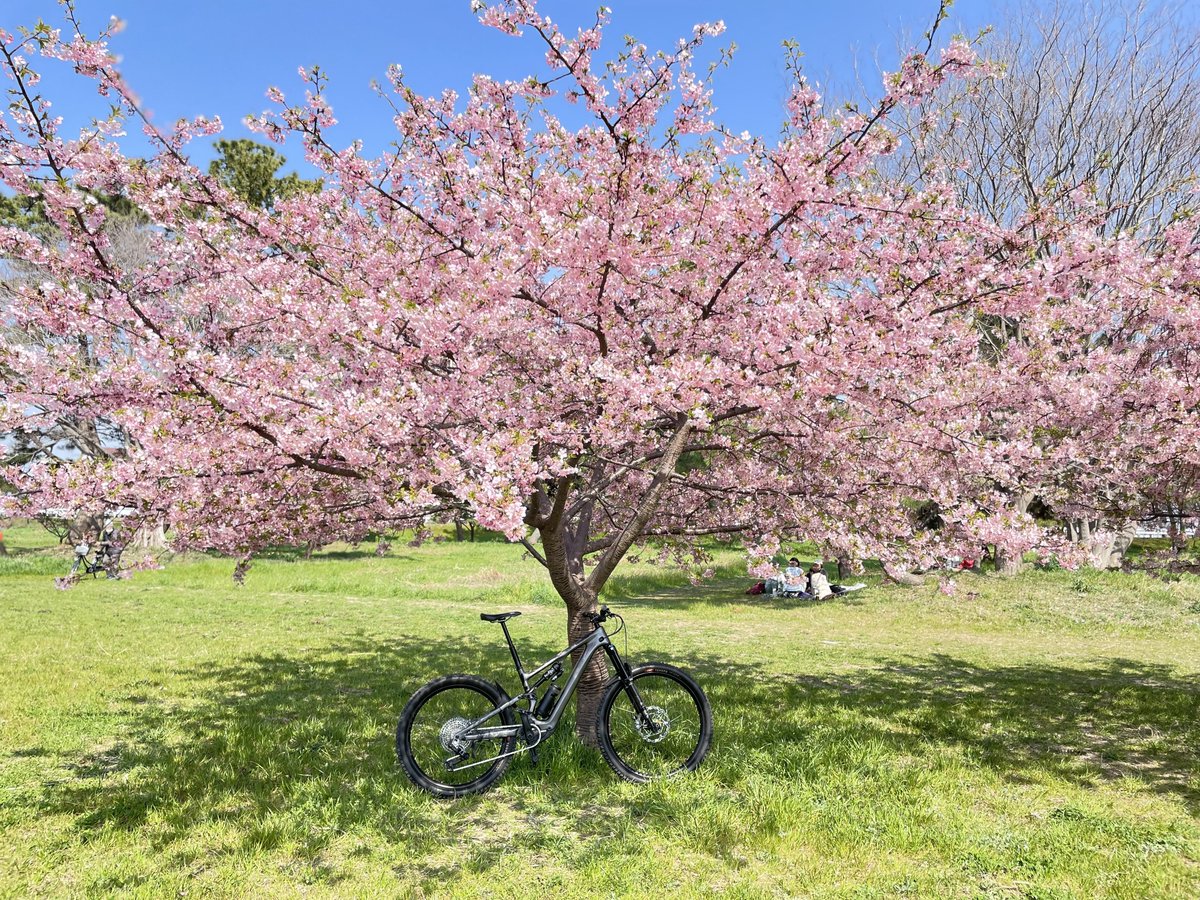 samurai_mac_'s tweet photo. 天気良い☀️
河津桜も綺麗🌸 https://t.co/GS1lUe4opi