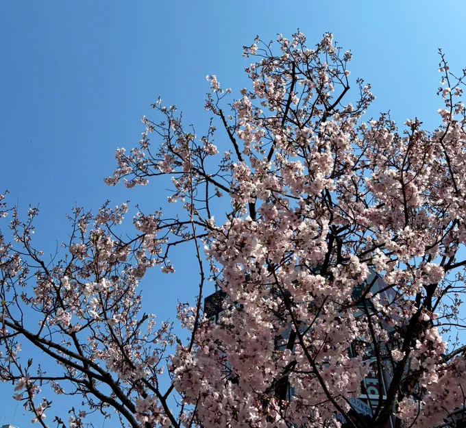 久々に街へ出たら桜ほぼ満開だった。暑かったからすぐ帰って来たけど。