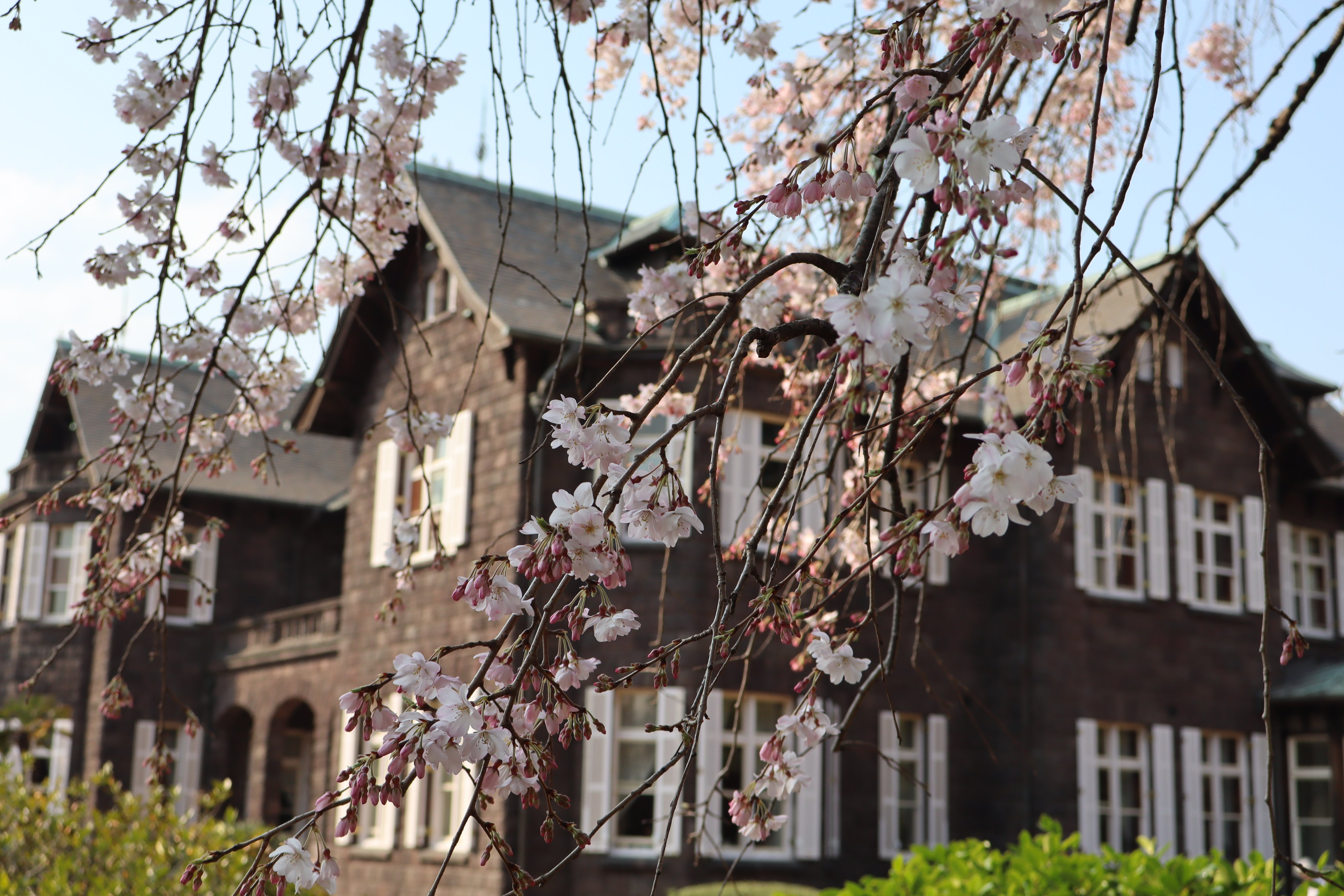 黒地に桜　お月様　逸品　太陽に当たると変わります 旧古河庭園 on X: 