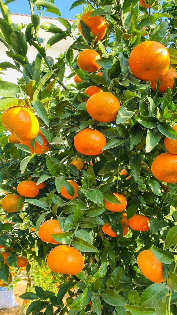 Hakkal123's tweet photo. Good afternoon x creators 

My favorite orange 🍊🍊

Do you like orange 🍊   yes    or     No https://t.co/EFEy9TVFH5